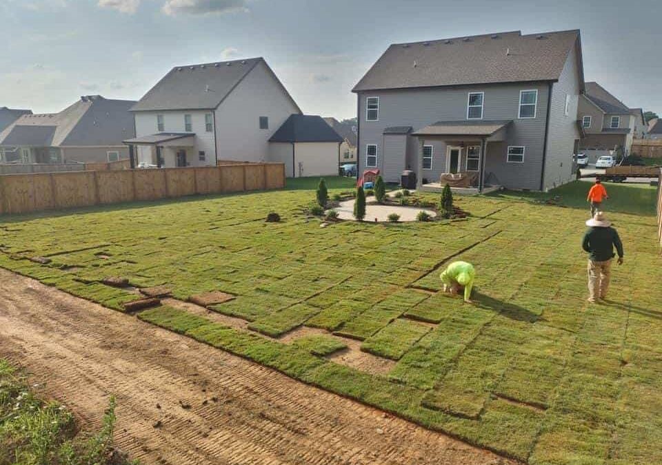 bermuda grass sod lawn
