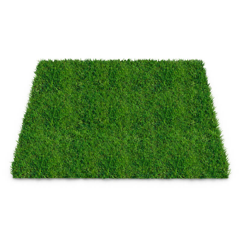 bermuda-grass