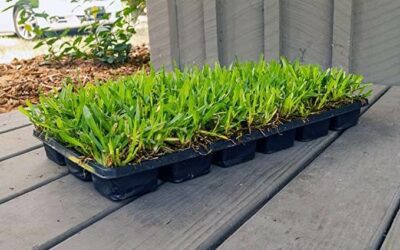 The Best Grass for Your Lawn