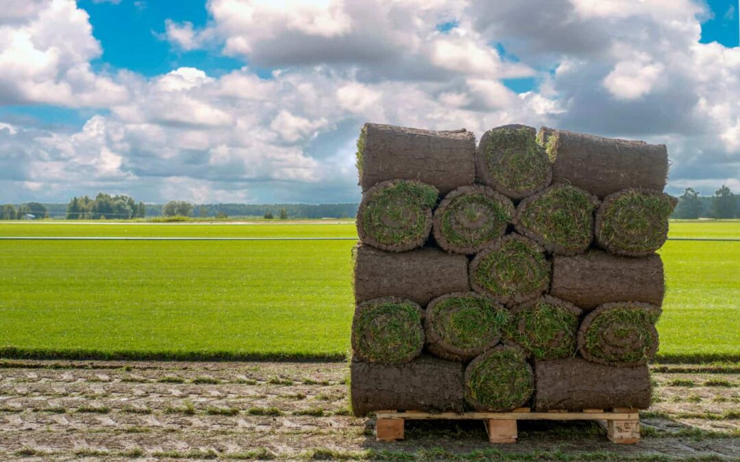 Water Sod