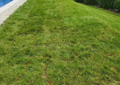 Fescue Grass Sod for Lawn