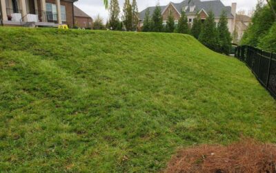The Benefits of Installing Fescue Sod in Your Lawn