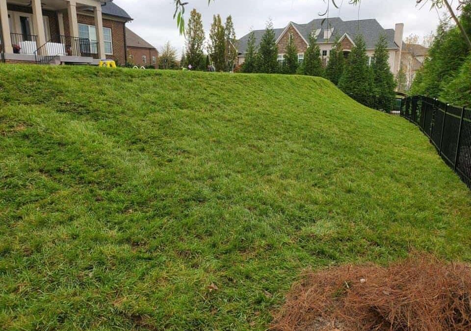 The Benefits of Installing Fescue Sod in Your Lawn