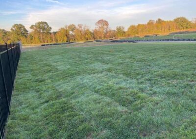 Fescue Grass Sod Lawn