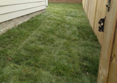 Fescue Sod Lawn Care
