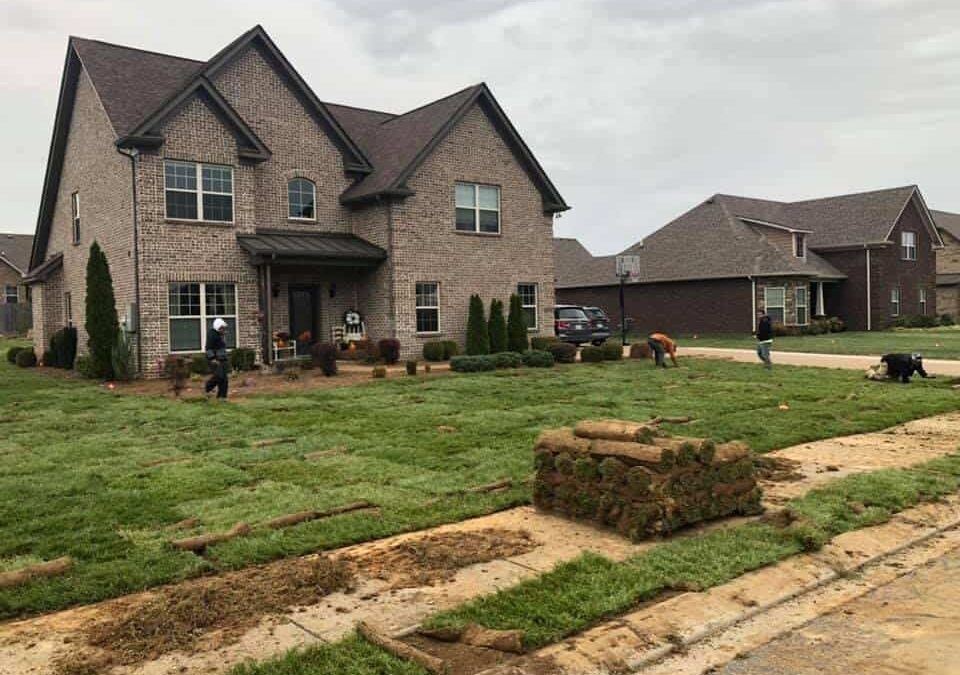 The Best Time to Lay Fescue Sod for a Healthy Lawn