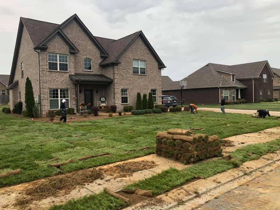fescue-9