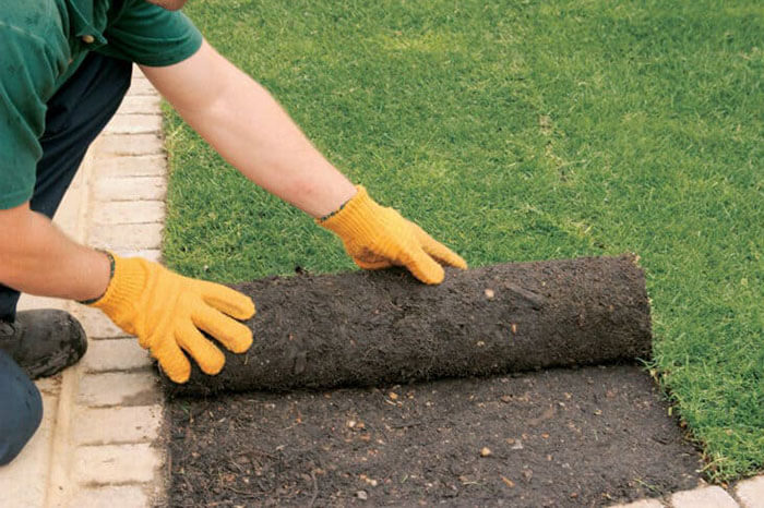 new sod installation care tips