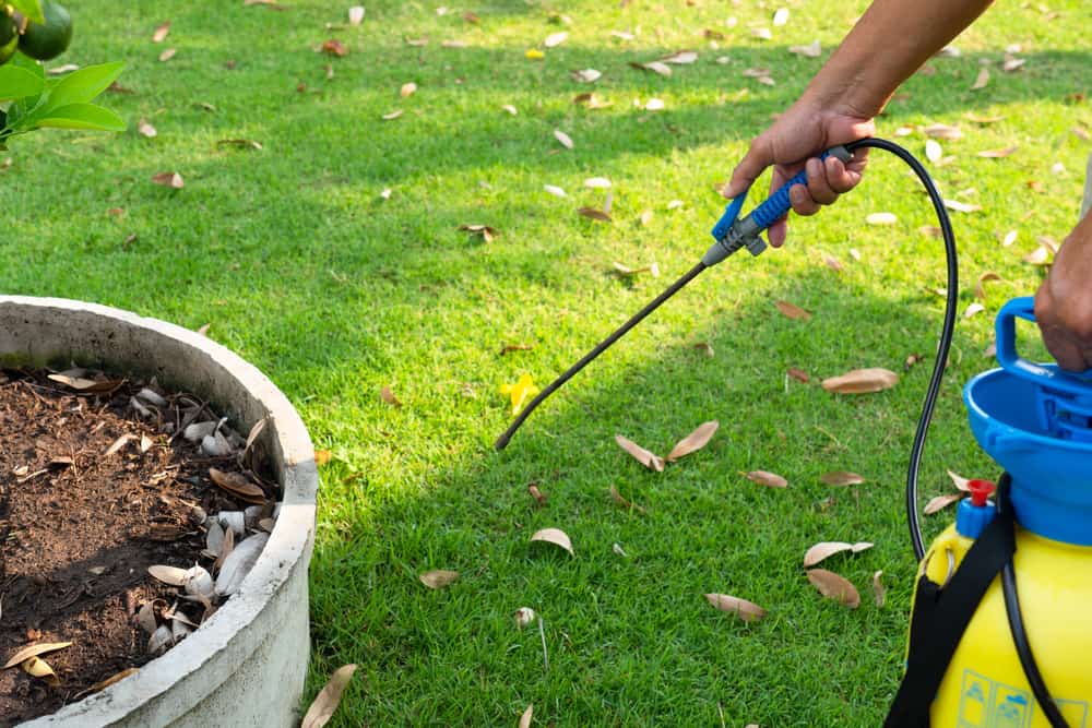 Weed Killers for Lawn
