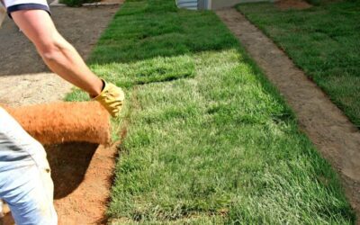 When is The Best Time to Lay Sod?