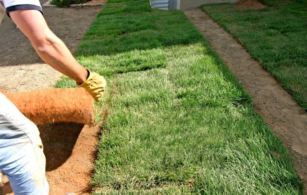 Best Time to Lay Sod