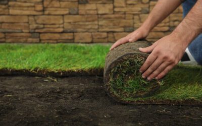 Zoysia Sod Installation Tips for a Healthy and Vibrant Lawn