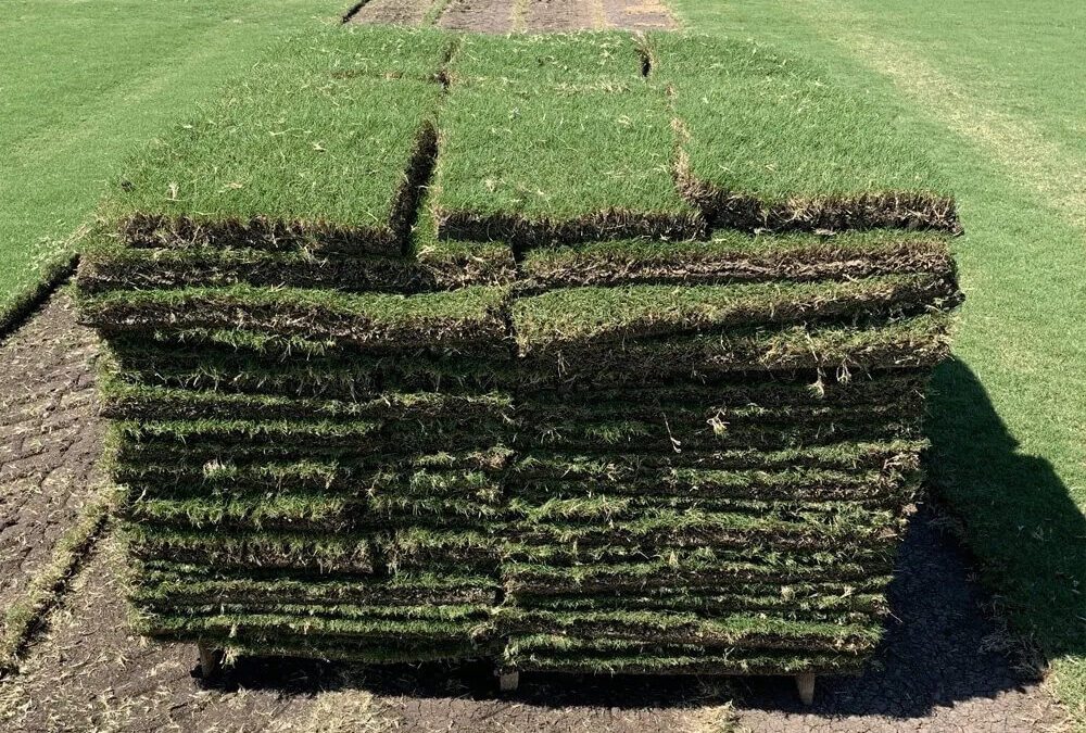 Bermuda Grass Sod vs. Other Sod