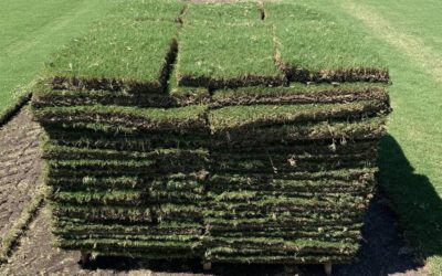 Bermuda Grass vs. Other Sod: Which One Is Best for Your Lawn?