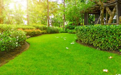 Types of Zoysia Grass: Which Variety Is Right for Your Lawn?